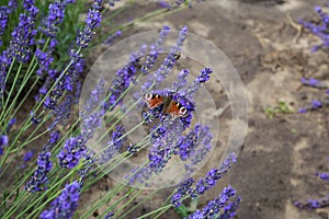 Stems of the blooming lavender with butterfly, close-up