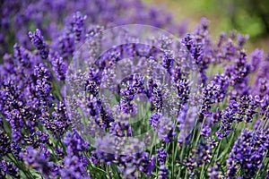 Stems of the blooming lavender, close-up in selective focus