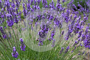 Stems of blooming lavender on a field in overcast weather