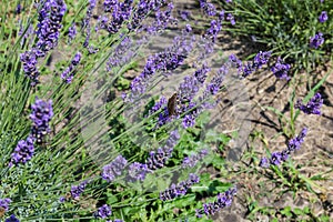 Stems of blooming lavender on a field in sunny weather