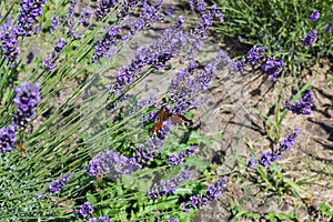 Stems of blooming lavender on a field in sunny weather