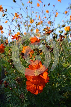 Stems of blooming orange cosmos  sulphureus form a lace weave against the backdrop of a sunny blue sky. Large flowers