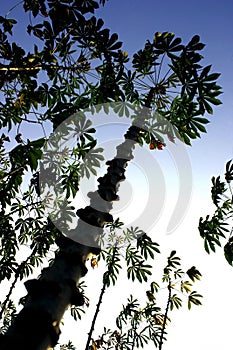 Stems of cassava crops