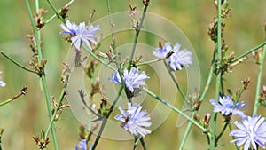 Stems of chicory with blue flowers swaying in gentle breeze on sunny summer day