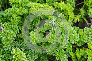 Stems of curly leaf parsley growing on field