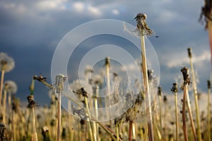 Stems dandelions. No soft villi. Dandelions bloomed