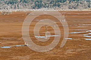 Stems of dried bushes in muds of Nisqually river estuary in the Billy Frank Jr. Nisqually National Wildlife Refuge, WA, USA