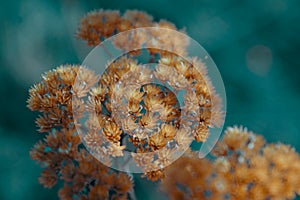 Stems of dried plants on a blurred background