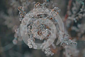 Stems of dried plants on a blurred background