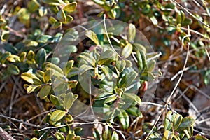 Stems of dried plants on a blurred background