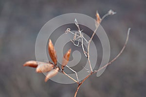 Stems of dried plants on a blurred background