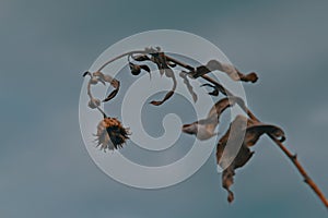 Stems of dried plants on a blurred background