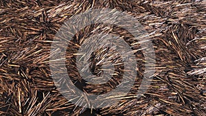 stems of dry reeds floating on the surface of the river background