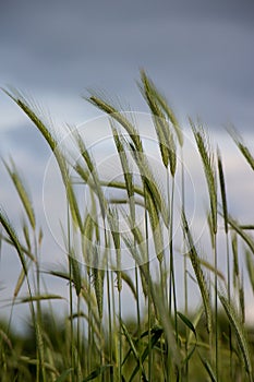 Stems and ears of organic Rye Secale cereale in a cloudy blue sky