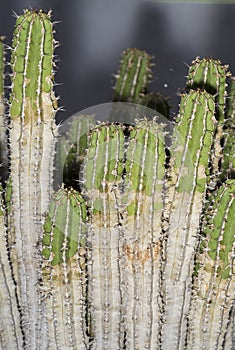 Stems of Euphorbia officinarum from Morocco