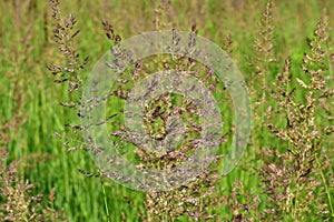 Stems of flowering field grass in a regular field