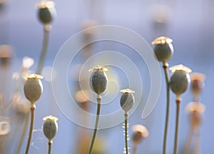 Fruits of plants of the poppy flower growing in a gentle warm S