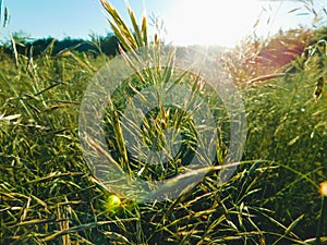 Stems of grass against the background of the sun