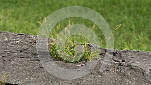 Stems of grass growing on concrete on a green background.