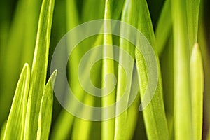 Stems grass macro photo