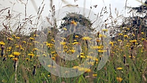 The stems of grass and wildflowers sway in the wind.