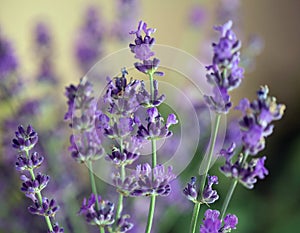 Stems of growing english munstead agustifolia lavender close up photo