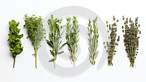 stems herbs on white background