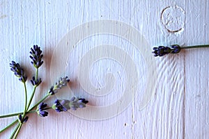 Stems of lavander photo