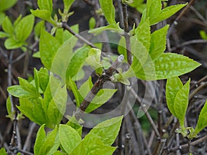 Stems, leaves, branches