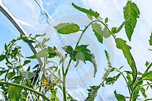 Stems with leaves and flowers of a tomato plant growing in a greenhouse from a plastic wrap close-up. Growing tomatoes in cool