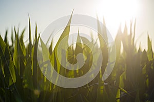 Stems and leaves of young green corn.