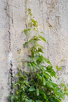 Stems of maiden grapes creeping up the concrete retaining wall