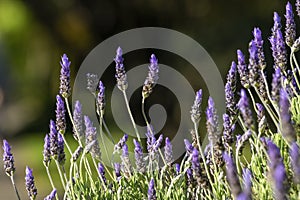 Stems of purple lavender (lavandula) flowers in breeze