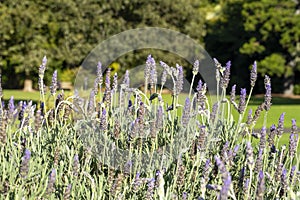 Stems of purple lavender (lavandula) flowers in garden