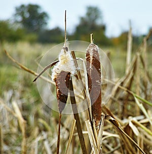 The stems of reed mace - Typha