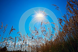 The stems of reeds on a background blue sky and bright sun.