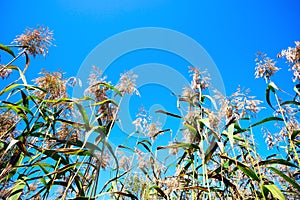 The stems of reeds on blue sky background.