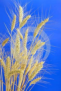 Stems of ripe wheat