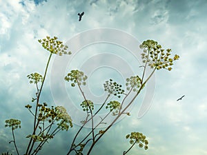 Stems of ripening hogweed under a bright blue sky with soaring birds of prey