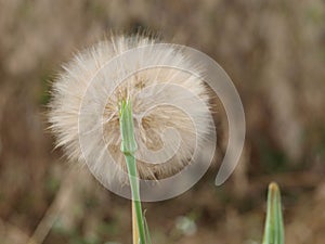 Stems Are A Second Feature To These Puffs