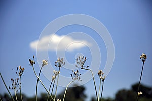 Stems of small white wild flowers against the blue sky, with a white cloud to the left