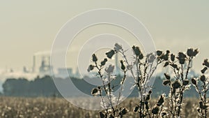 Stems of thorny thistle against the background of smoking chimneys of a chemical plant on the horizon