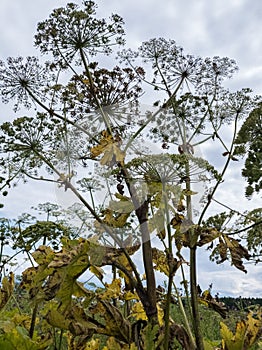 Stems and umbrella inflorescences of fading hogweed on sky background. Dangerous plants are taller than a man photo