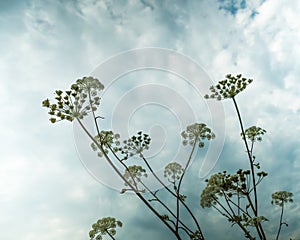 Hogweed umbrellas on the background of the sky