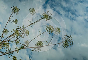 Hogweed umbrellas on the background of the sky