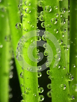Stems and water droplets