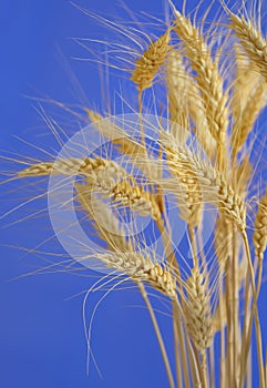Stems of wheat against blue sky