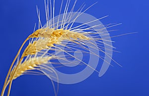Stems of wheat against blue sky