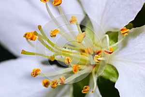 Stems of white flowers of apple tree