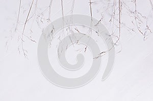 Stems of wild beige dry grass in row on white wood board, top view, copy space.